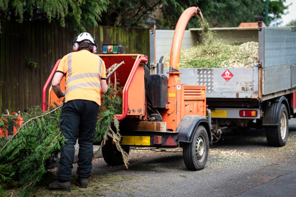 Best Best Tree Removal Services  in Avondale, PA